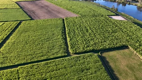 Aerial View of Green Sugar Cane Fields and River Stock Footage 340374028