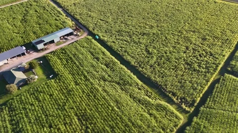 Aerial View of Green Sugar Cane Fields and Farm Buildings Stock Footage 341909950