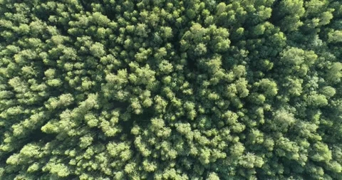 Aerial  view of green summer forest with spruce and pine trees forest view fr Stock Footage 246723928