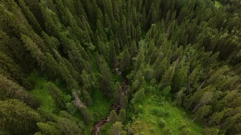 Aerial view of green summer forest with spruce and pine trees . Stock Footage 248437372