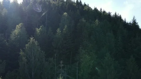Aerial view of green summer forest in mountains during sunset Stock Footage 277865072