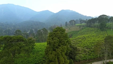 Aerial view of green tea fields in Gambung Ciwidey West Java Stock Footage 340490169