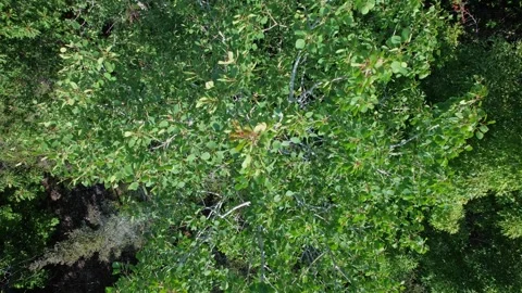 Aerial view of green tree canopy standing in the heart of Misery Bay wilder.. Stock Footage 258793782