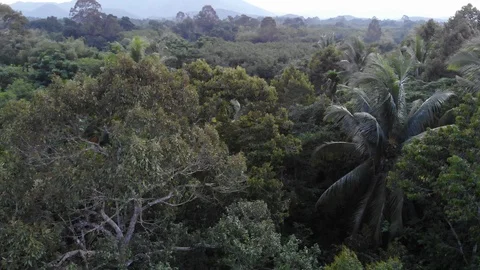 Aerial view green tree forest morning scene Stock Footage 117221892