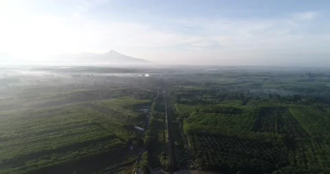Aerial view green tree forest sun light with mountain background Stock Footage 134449691