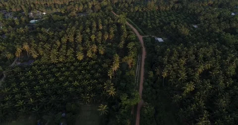 Aerial view green tree palm oil plantation field Stock Footage 133360573