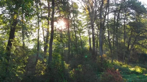 Aerial view of green trees during sunrise in the park. Footage 4K. Stock Footage 147047430
