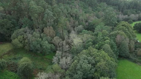 Aerial View Of Green Trees In The Forest At Recreational Park Stock Footage 289562233