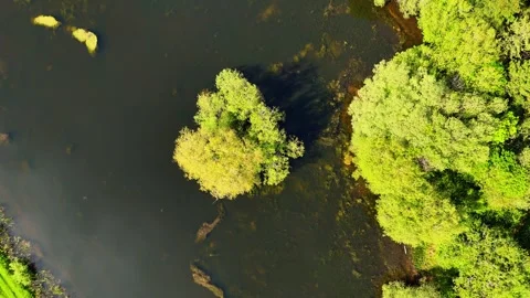 Aerial view of green trees growing in shallow water Stock Footage 343887727