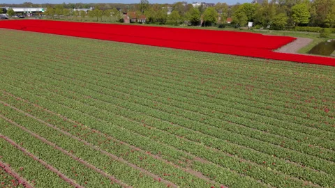 Aerial view of green tulip rows with scattered red blooms and vibrant red Stock Footage 336852564