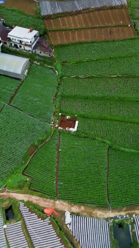 Aerial View of Green Vegetable Fields and Houses in a Rural Area, Top Down Shot Stock Footage 310772526