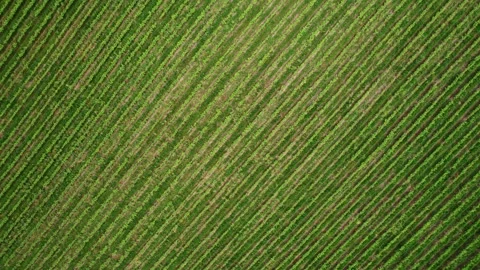 Aerial View Of Green Vineyard With Parallel Rows Stock-Footage 277421513