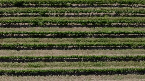 Aerial View of Green Vineyard Rows Spanning Rural Landscape Video stock 342122448