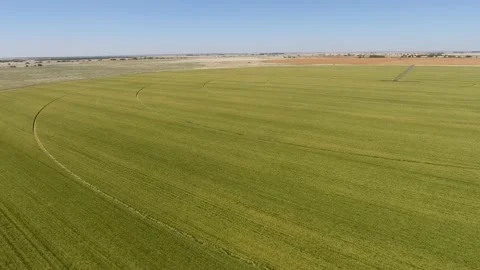 Aerial view of green wheat field stock video Stock Footage 220116836
