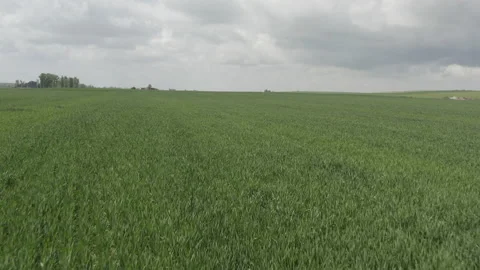 Aerial view of green wheat fields in springtime Stock Footage 154240746