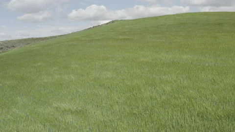 Aerial view of green wheat fields moved by the wind Stock Footage 154240993