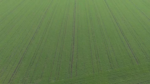 Aerial View of Green Winter Wheat Agricultural Field Stock Footage 328828005