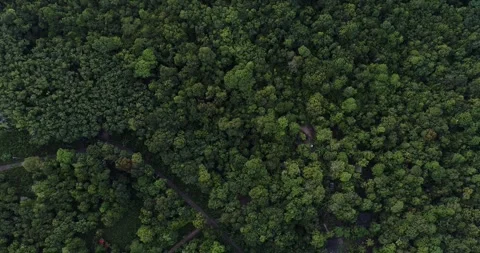 Aerial view greenery tropical rain forest on mountain Stock Footage 291362623