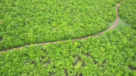 Aerial View Of Ground Road In A Forest Stock Footage 240743447