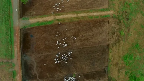 Aerial view group of cattle in confinement in Brazil - Para State. Stock-Footage 73991990