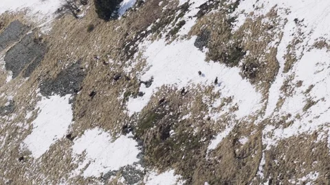 Aerial view of a group of chamois navigating a steep, snow-dappled alpine slope Stock Footage 346675132