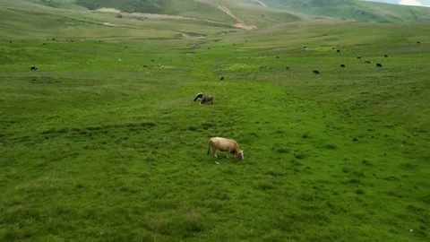 Aerial view of  a group of cows calmly chewing grass on a pasture in mountains Stock Footage 201443325