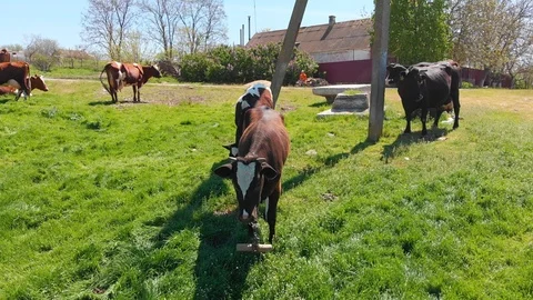 Aerial view of a group of cows chewing grass on a bright green meadow on a ranch Stock Footage 90621902