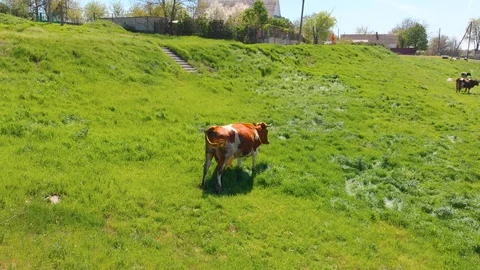 Aerial view of a group of cows chewing grass on a bright green meadow on a ranch Stock Footage 90622413