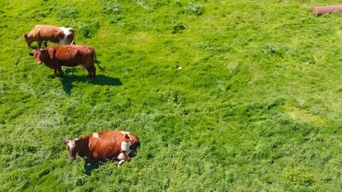 Aerial view of a group of cows chewing grass on a bright green meadow on a ranch Stock Footage 90622602