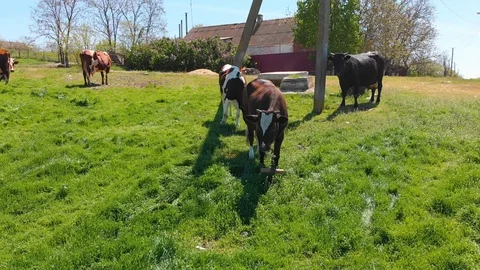 Aerial view of a group of cows chewing grass on a bright green meadow on a ranch Stock Footage 90622776
