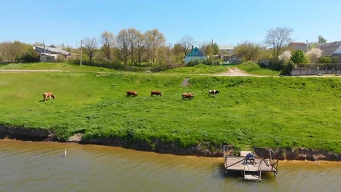 Aerial view of a group of cows chewing grass on a bright green meadow on a ranch Stock Footage 90622933