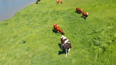 Aerial view of a group of cows chewing grass on a bright green meadow on a ranch Stock Footage 90623085