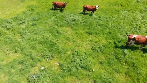 Aerial view of a group of cows chewing grass on a bright green meadow on a ranch Stock Footage 90623554