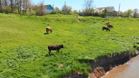 Aerial view of a group of cows chewing grass on a bright green meadow on a ranch Stock Footage 90623997