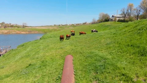 Aerial view of a group of cows chewing grass on a bright green meadow on a ranch Stock Footage 90625145