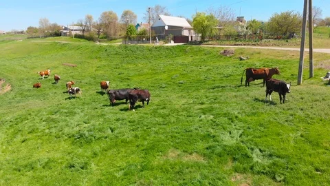 Aerial view of a group of cows chewing grass on a bright green meadow on a ranch 動画素材 90625690