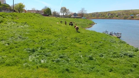 Aerial view of a group of cows chewing grass on a bright green meadow on a ranch Stock Footage 90626019
