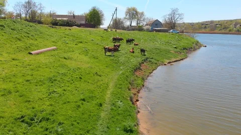 Aerial view of a group of cows chewing grass on a bright green meadow on a ranch Stock Footage 90626466