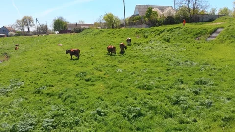 Aerial view of a group of cows chewing grass on a bright green meadow on a ranch Stock Footage 90626727