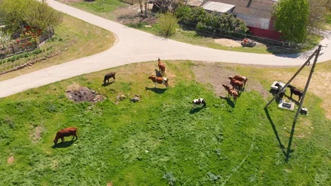Aerial view of a group of cows chewing grass on a bright green meadow on a ranch Stock Footage 90627067