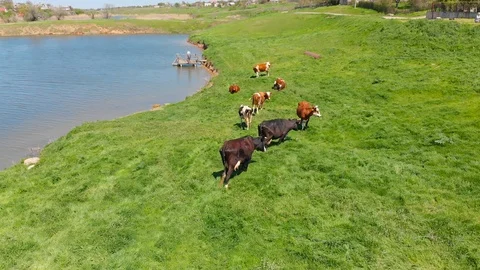 Aerial view of a group of cows chewing grass on a bright green meadow on a ranch Stock Footage 90627784