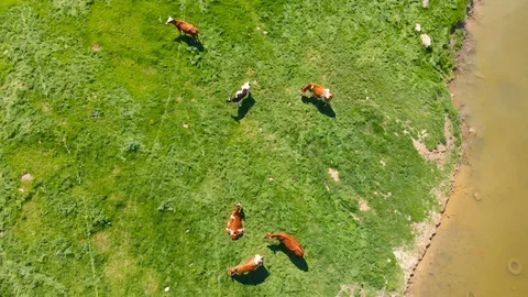 Aerial view of a group of cows chewing grass on a bright green meadow on a ranch Stock Footage 90628417