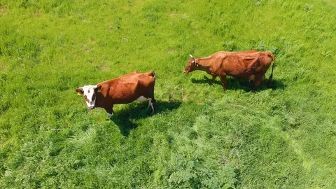 Aerial view of a group of cows chewing grass on a bright green meadow on a ranch Stock Footage 90629250
