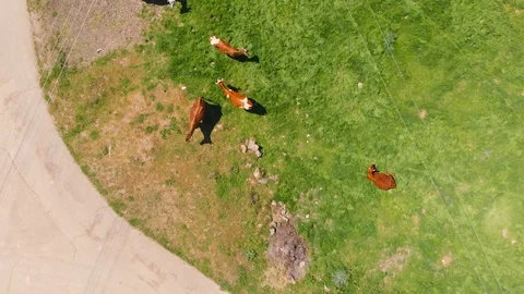 Aerial view of a group of cows chewing grass on a bright green meadow on a ranch Stock Footage 90630232