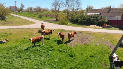 Aerial view of a group of cows chewing grass on a bright green meadow on a ranch Stock Footage 90630937