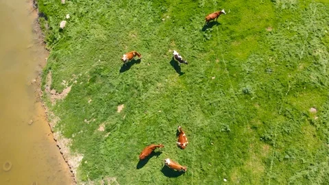 Aerial view of a group of cows chewing grass on a bright green meadow on a ranch Stock Footage 90631540