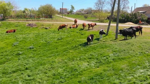 Aerial view of a group of cows chewing grass on a bright green meadow on a ranch Stock Footage 90632145