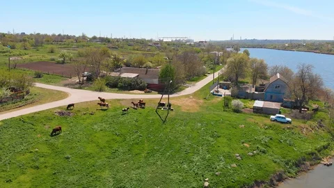 Aerial view of a group of cows chewing grass on a bright green meadow on a ranch Stock Footage 90632439