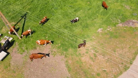 Aerial view of a group of cows chewing grass on a bright green meadow on a ranch Stock Footage 90632990