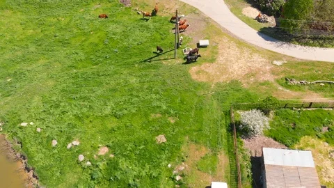 Aerial view of a group of cows chewing grass on a bright green meadow on a ranch Stock Footage 90633638